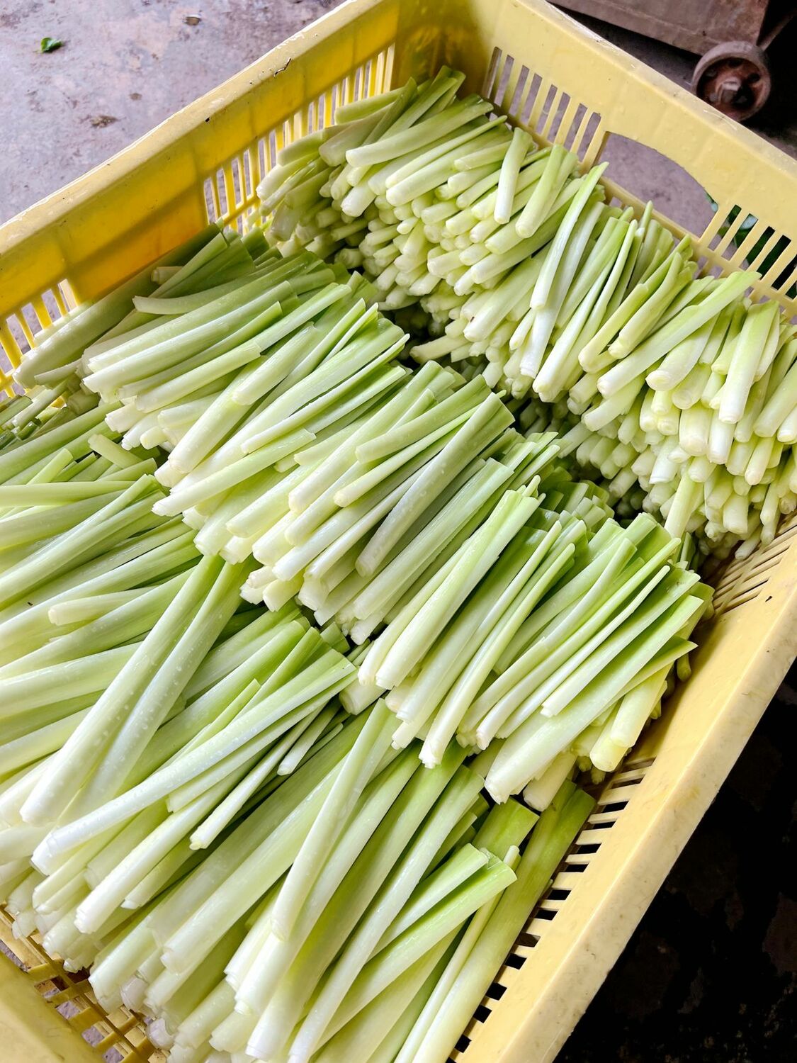 外觀碧綠口感清爽的碧玉筍。 圖：行政院農業委員會台中區農業改良場/提供