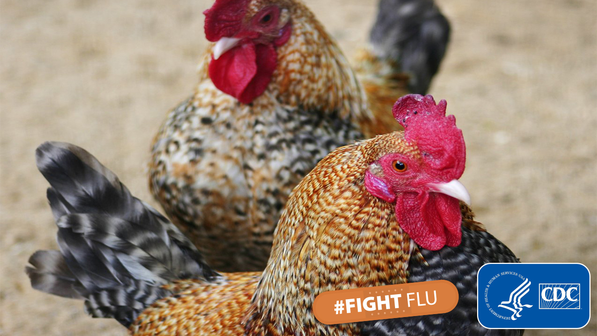 美國喬治亞州H5N1禽流感擴散(示意圖) 圖:CDE推特
