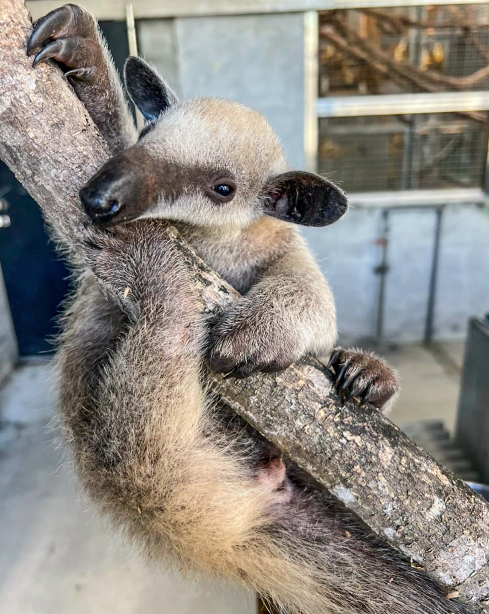 台北市立動物園的小食蟻獸寶寶「紅包」目前已滿三個月大。 圖：台北市立動物園 /提供