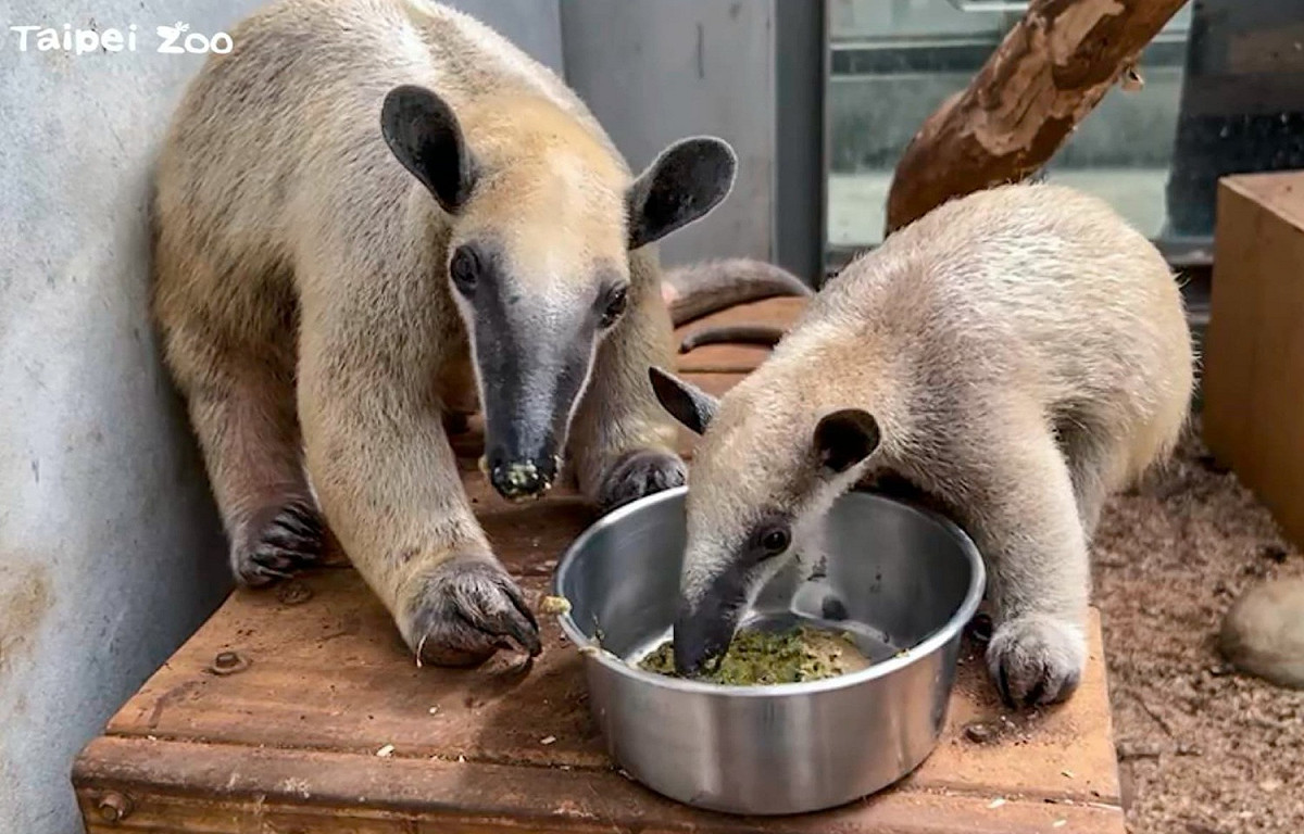 「小紅」母子開心地享用餐點。 圖：台北市立動物園 /提供