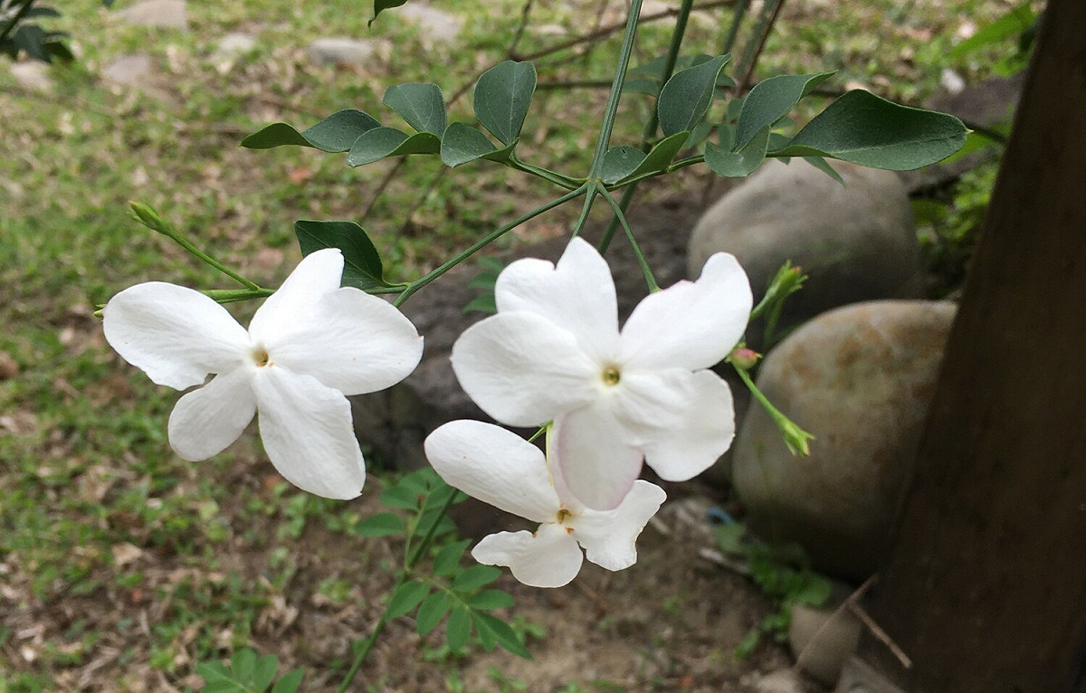 復育成功的秀英花。