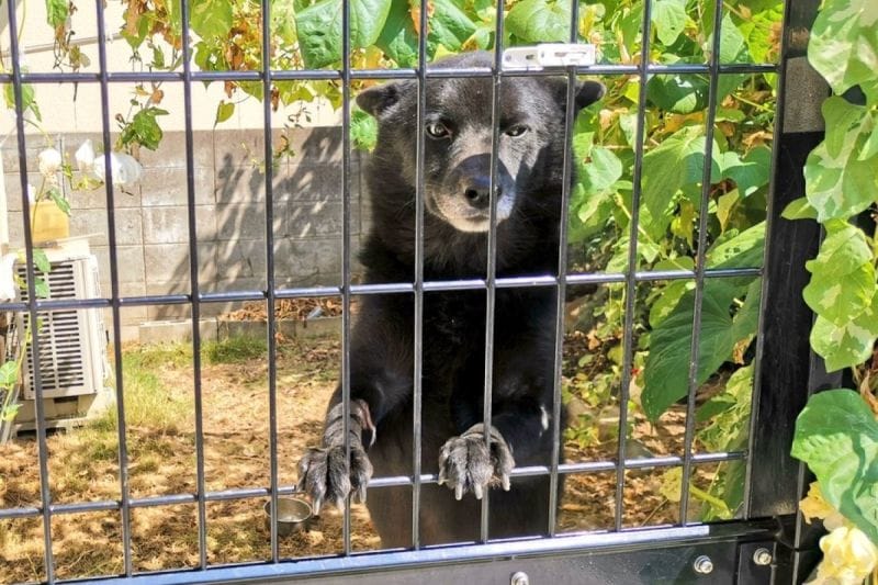 鄰居驚喊：「你家後門有熊！」，飼主無奈笑噴，揭開其國寶身分。 圖／Twitter：naosyan09