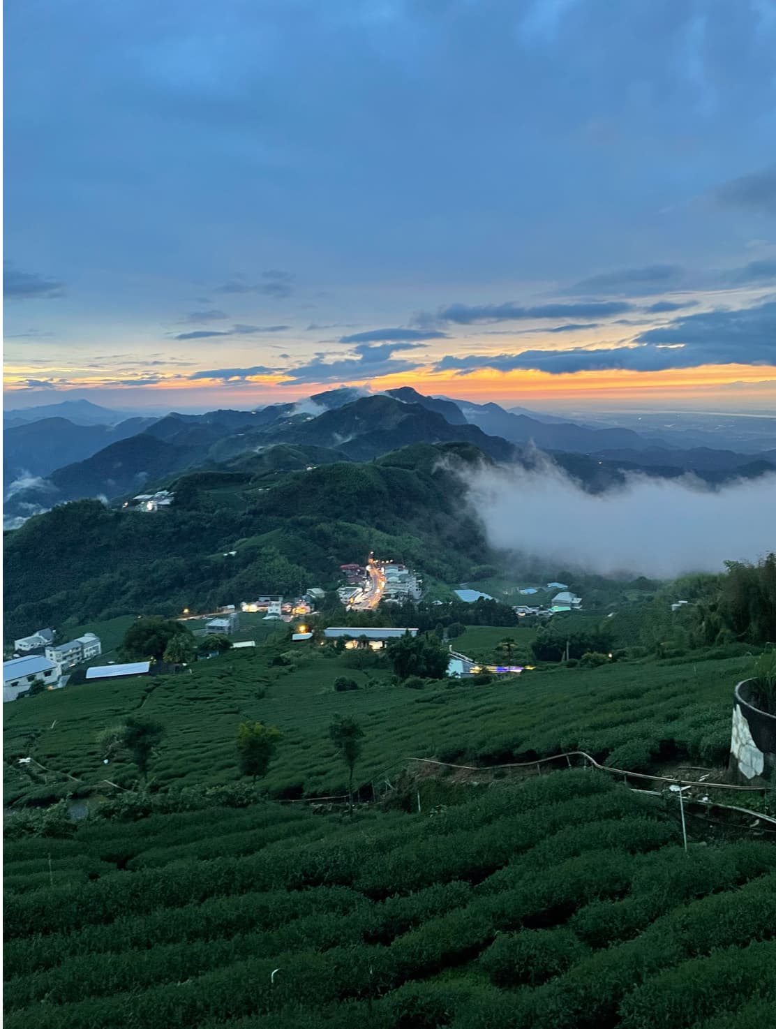 國產精品茶因品質好單價較高，但有不肖業者以低價進口茶混充販售賺取價差的情形。(圖為台灣阿里山地區茶園) 圖：林岑韋/攝