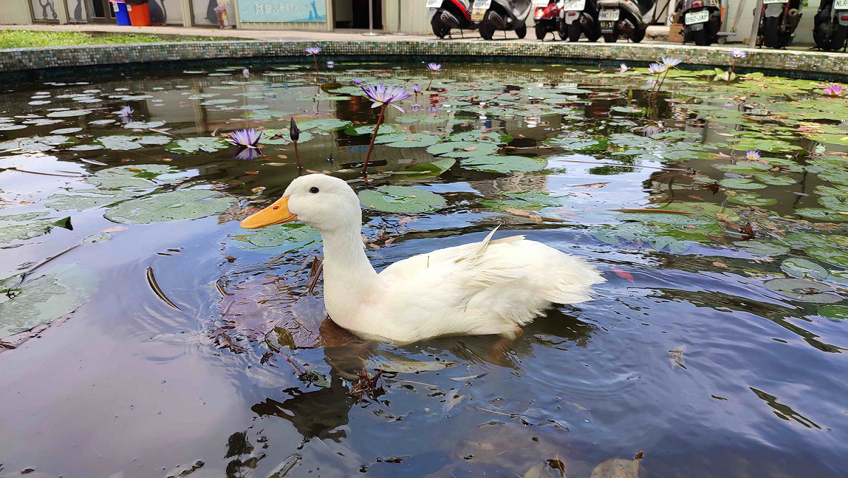 白鴨悠游在板橋動物之家的蓮花池。 圖：新北市動保處提供