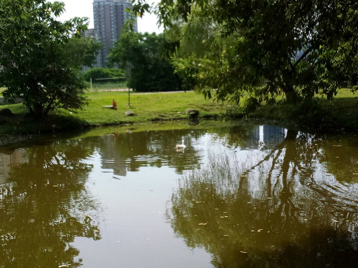 白鴨原本遭遺棄在新店陽光公園生態池附近，滯留多日。 圖：新北市動保處提供