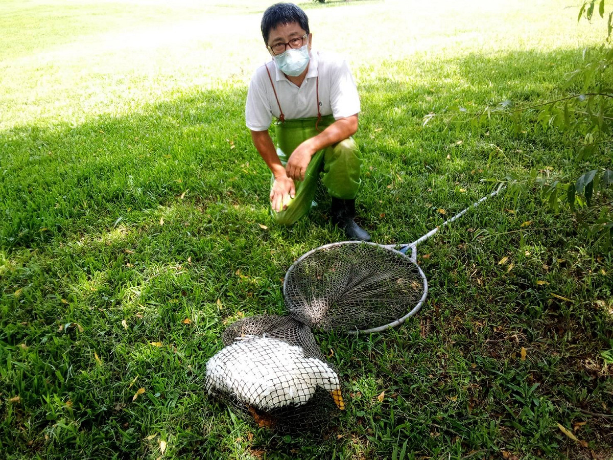 動保員穿漁夫所穿的青蛙裝，在生態池追逐百米終於成功救援白鴨。 圖：新北市動保處提供