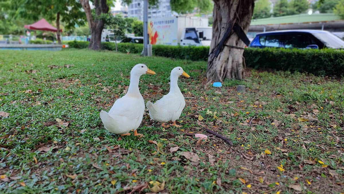 白鴨與板橋動物之家園區內另一隻鴨子同進同出。 圖：新北市動保處提供