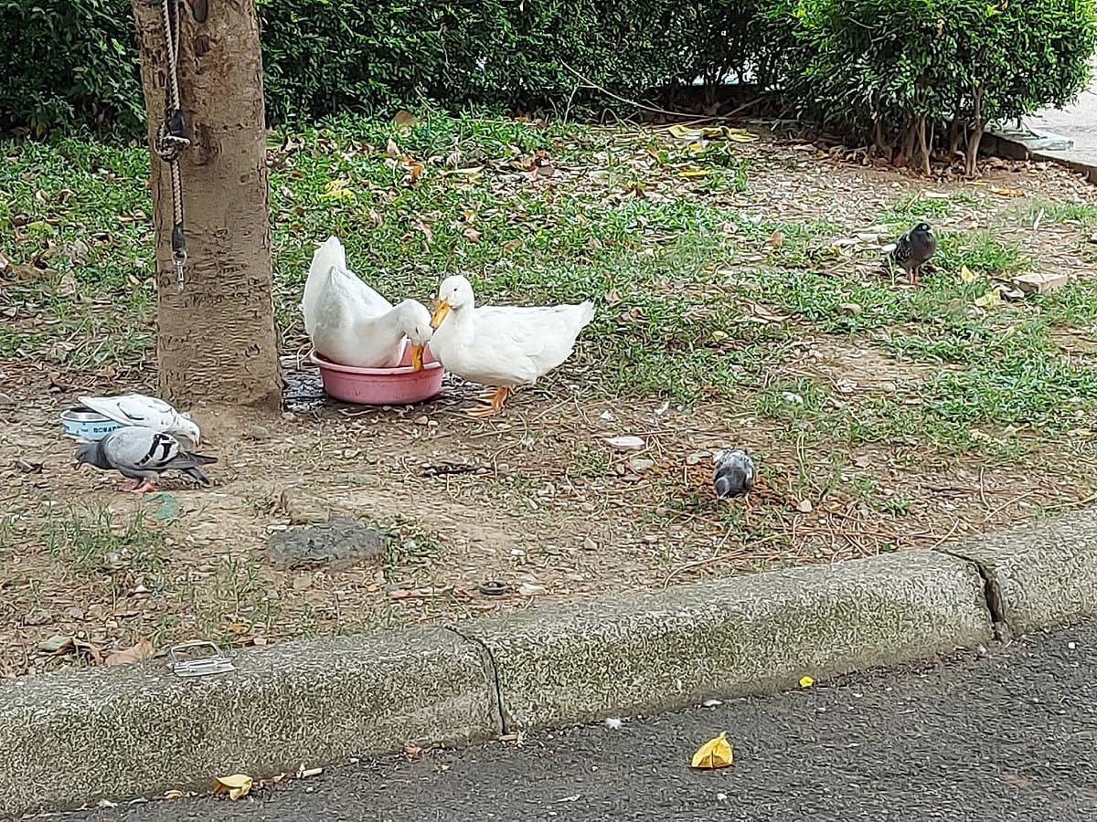白鴨在板橋動物之家草坪上悠然自得。 圖：新北市動保處提供