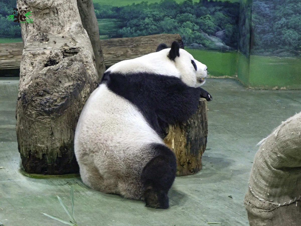 大貓熊「圓圓」。 圖：台北市立動物園／提供