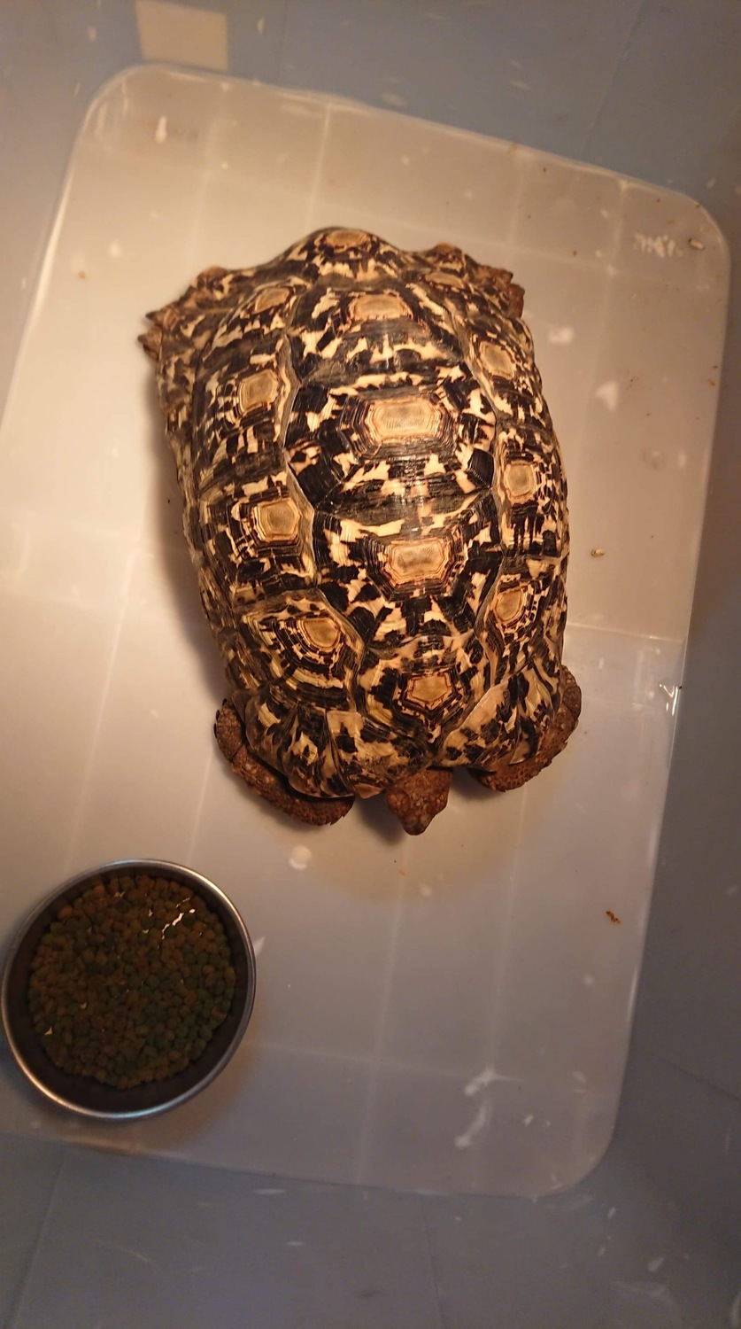 豹紋陸龜龜殼有美麗花紋。 圖：新北市動保處提供