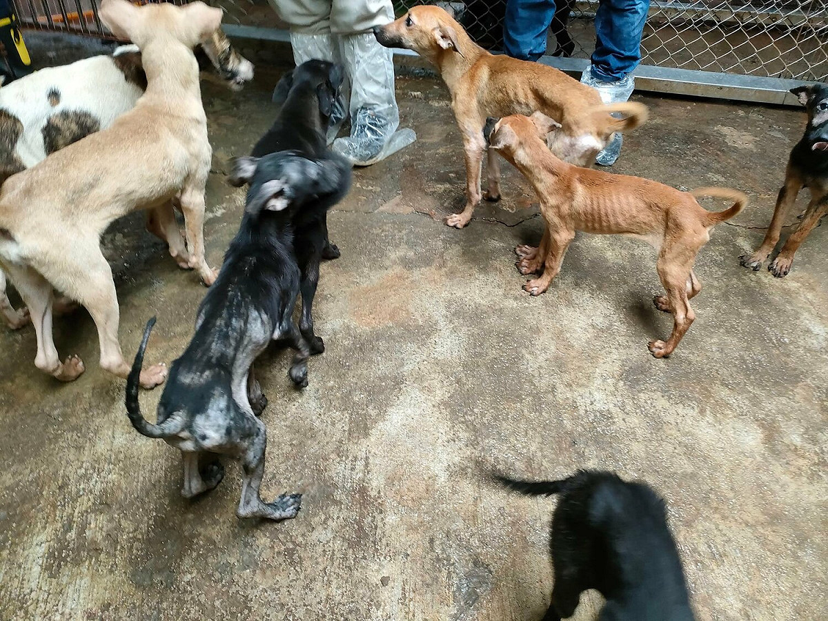 犬隻瘦弱皮包骨，令人不忍。 圖：新北市動保處提供