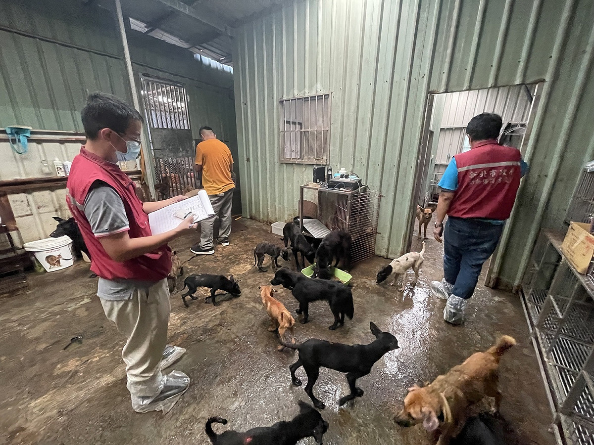 動保處清點犬隻、植晶片、造冊。 圖：新北市動保處提供