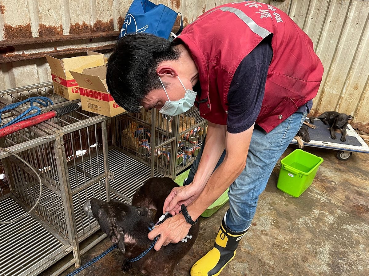 犬隻瘦弱、皮膚病，動保處針劑治療疥癬。 圖：新北市動保處提供