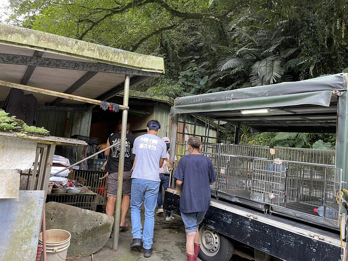 動保處協調台灣懷生相信動物協會協助絕育。 圖：新北市動保處提供