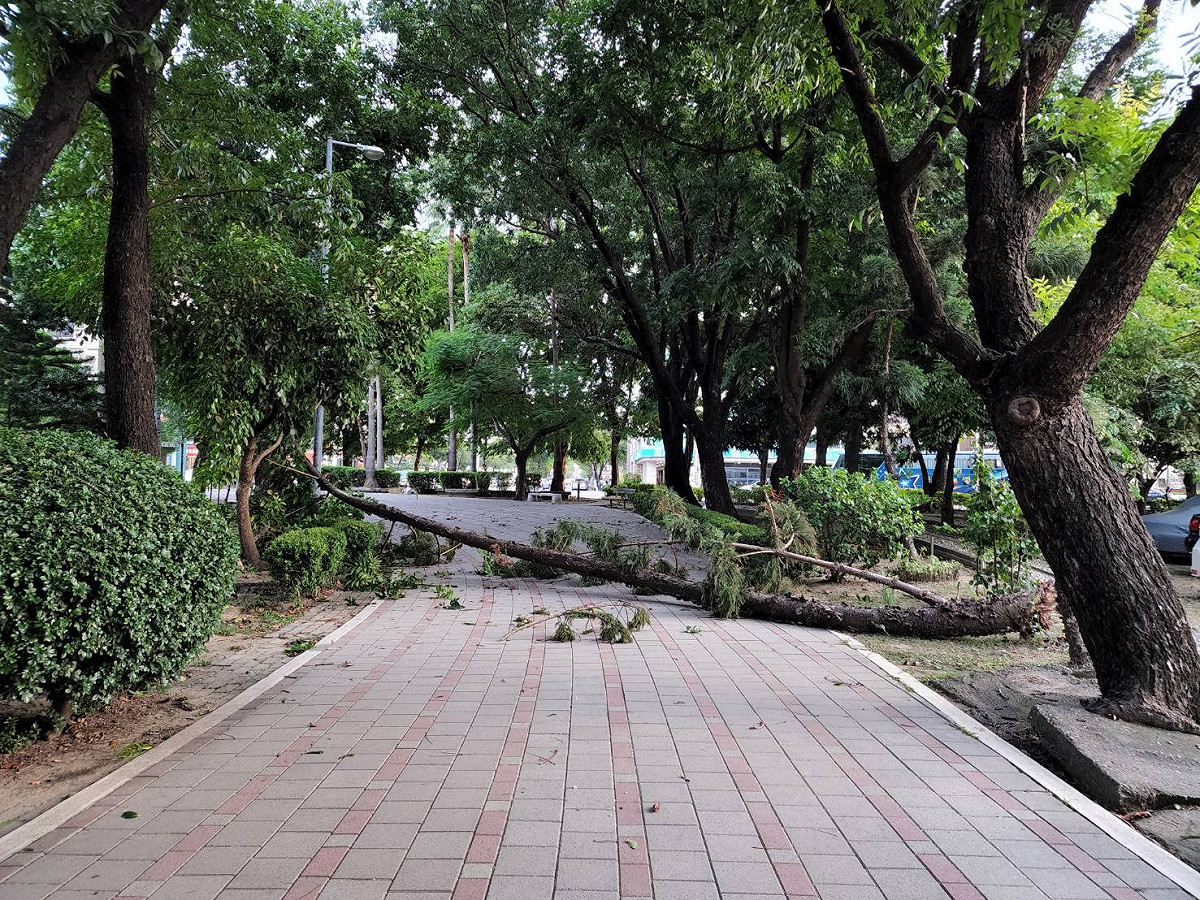 台南市樹木累計通報有22株樹木倒伏、枝條斷裂等情形。 圖/台南市政府提供