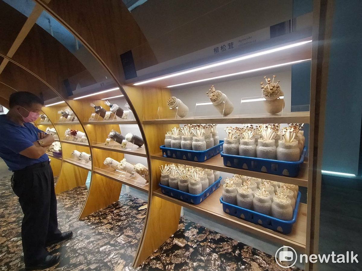 霧峰菇類產學館內有各種不同品種的菇菌類。  唐復年/攝