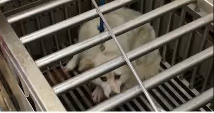 白犬剛入所時警戒心重無法靠近。 圖：新北市動保處提供