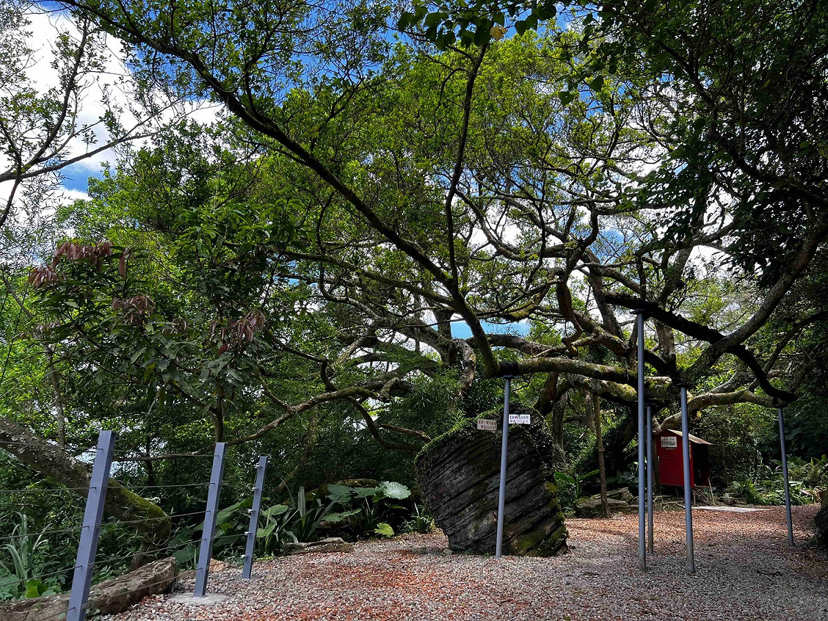 綠美化環境景觀處協助更換百年大榕樹支撐。 圖：新北市觀旅局提供