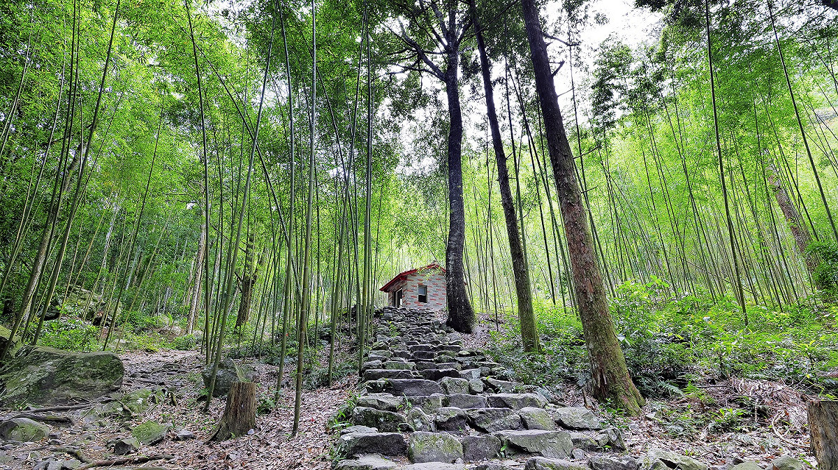 幽靜雅緻的八仙山竹林，徜徉療癒森林之美。 圖：東勢林管處／提供