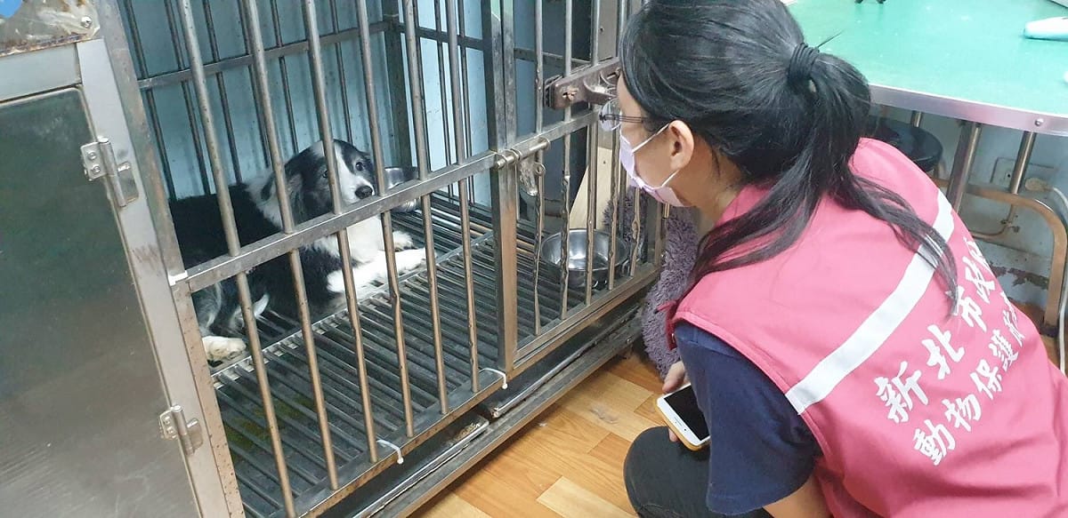 動保處查核新北特定寵物業者飼養環境。 圖：新北市動保處提供