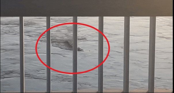 ▲近期有韓國民眾在首爾盤浦大橋上，拍到一條長達10公尺的不明生物，以S型方式在水中游動。 （圖／翻攝自微博）