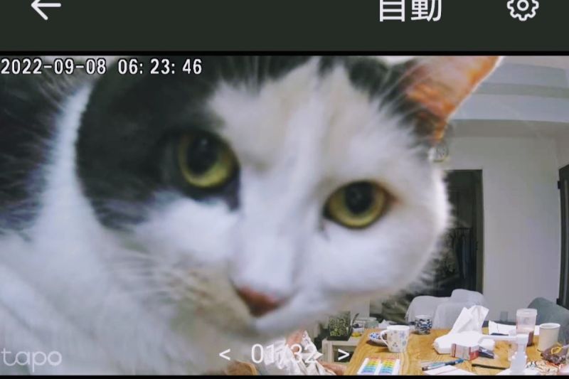 推主在家裝攝影機關心老母親，開鏡頭看到的卻是「圓圓貓臉」，網友笑噴。 圖／Twitter：k1m1h4nYO