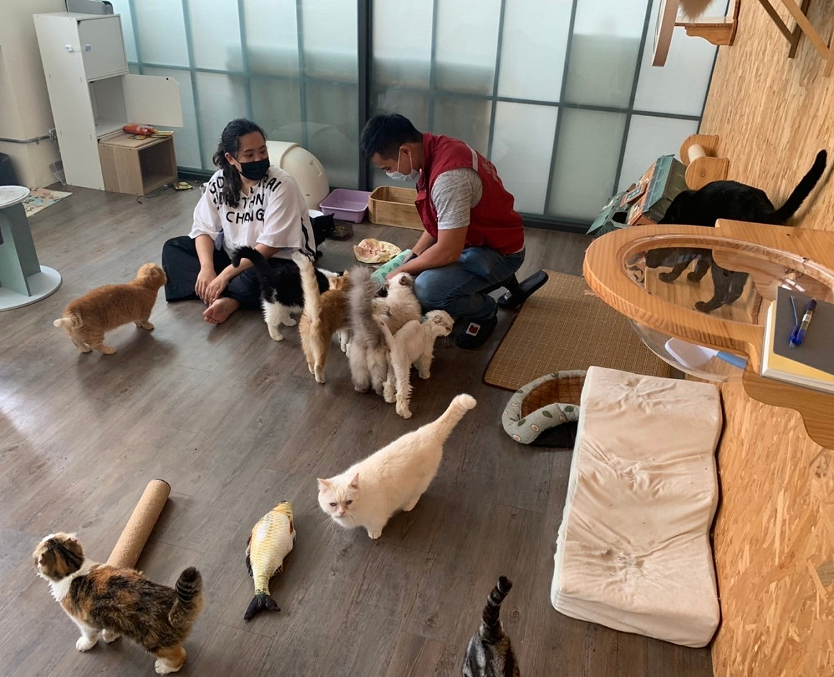 動保處至動保團體現場查看貓後續環境及狀況。 圖：新北市動保處提供
