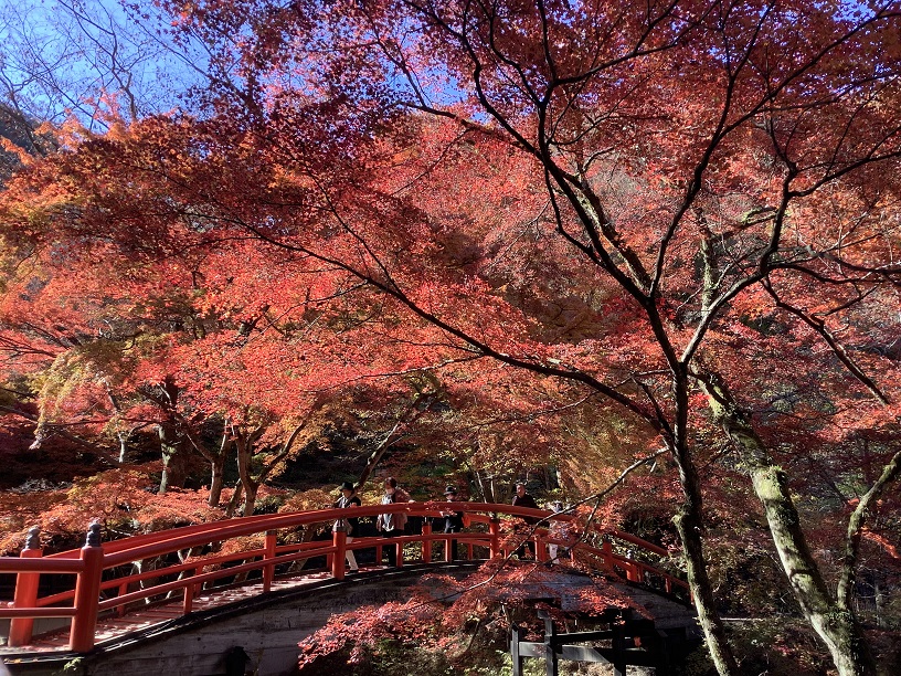 今年10月大解禁，觀賞日本紅葉美景越來越容易 圖:劉黎兒/攝