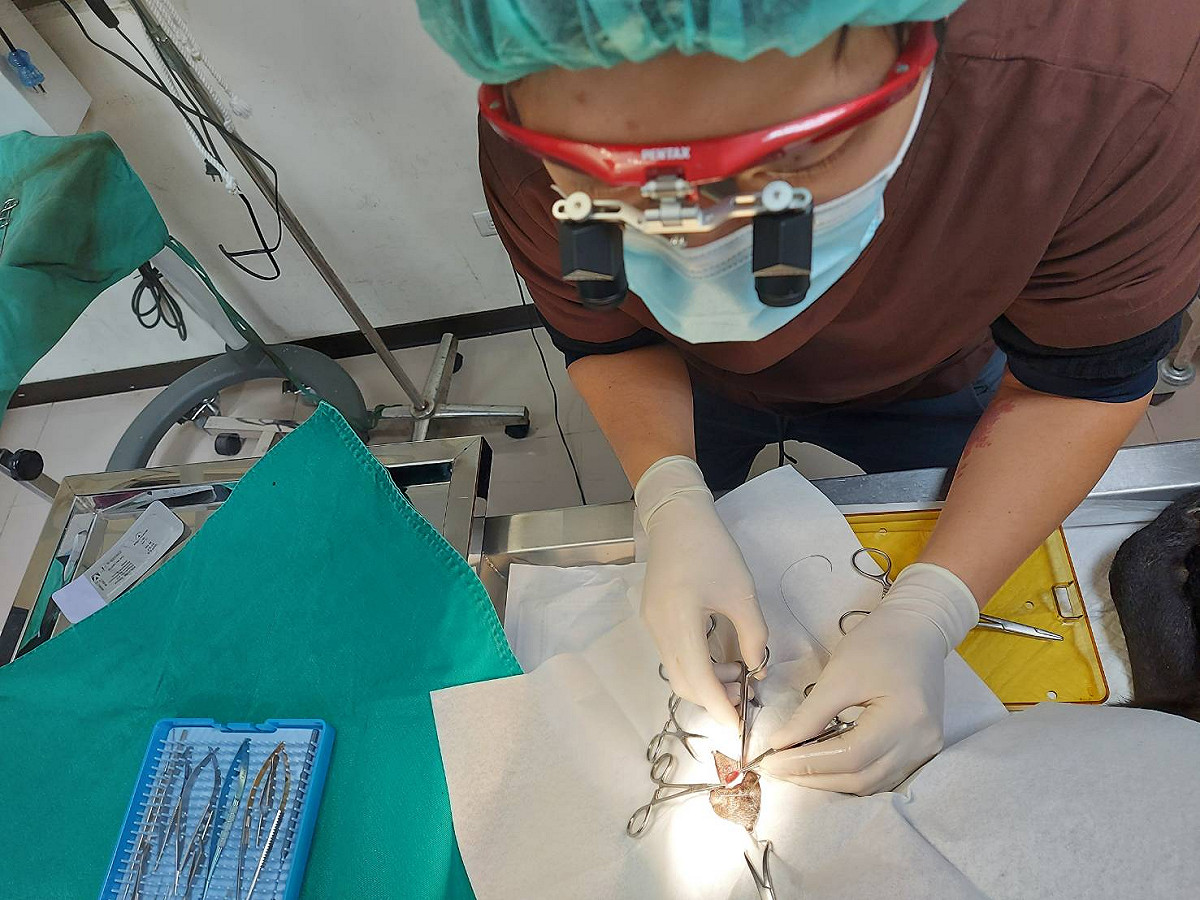 台大眼睛專科獸醫師張佑安以頭戴式放大鏡及眼科精密輔助器械為流浪犬治療櫻桃眼。 圖：新北市動保處提供