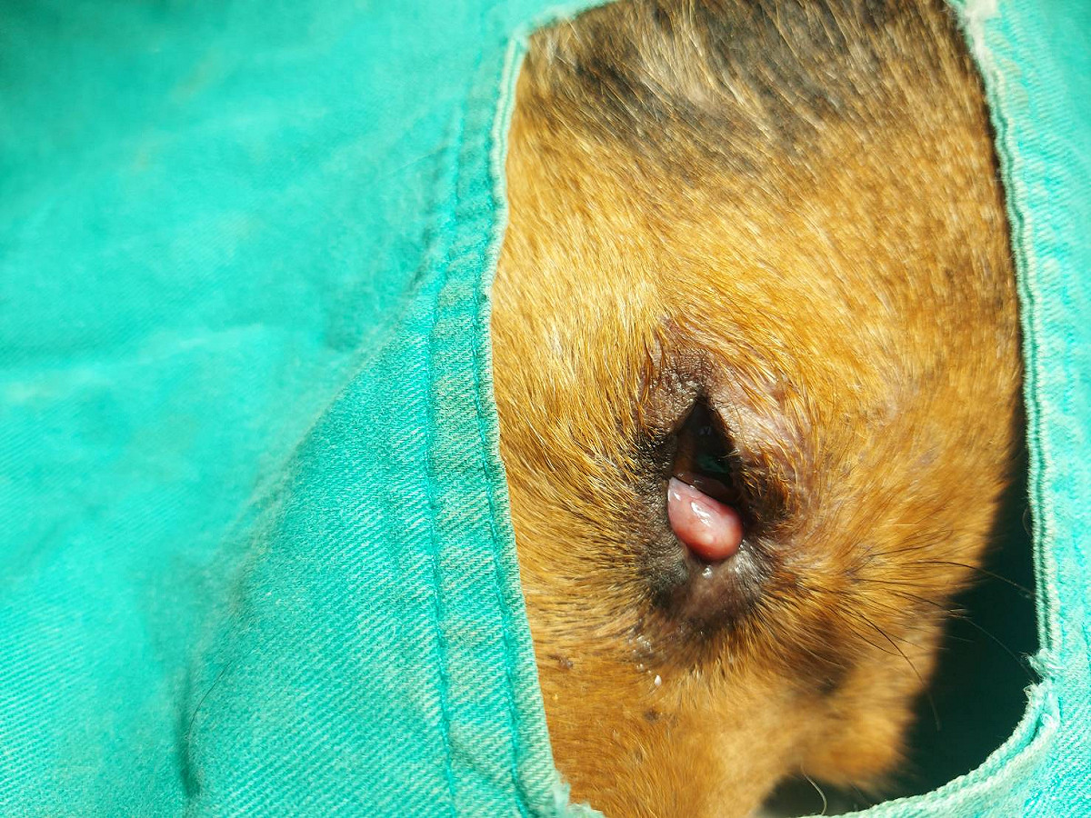 流浪犬由於櫻桃眼屢被民眾誤以為眼疾而通報救援。 圖：新北市動保處提供