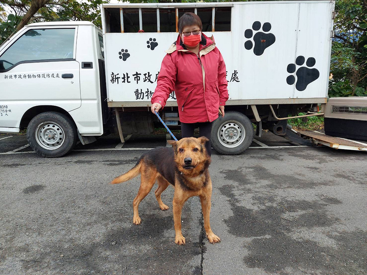 流浪犬櫻桃眼手術痊癒後，已被愛心人士帶回原處安置。 圖：新北市動保處提供
