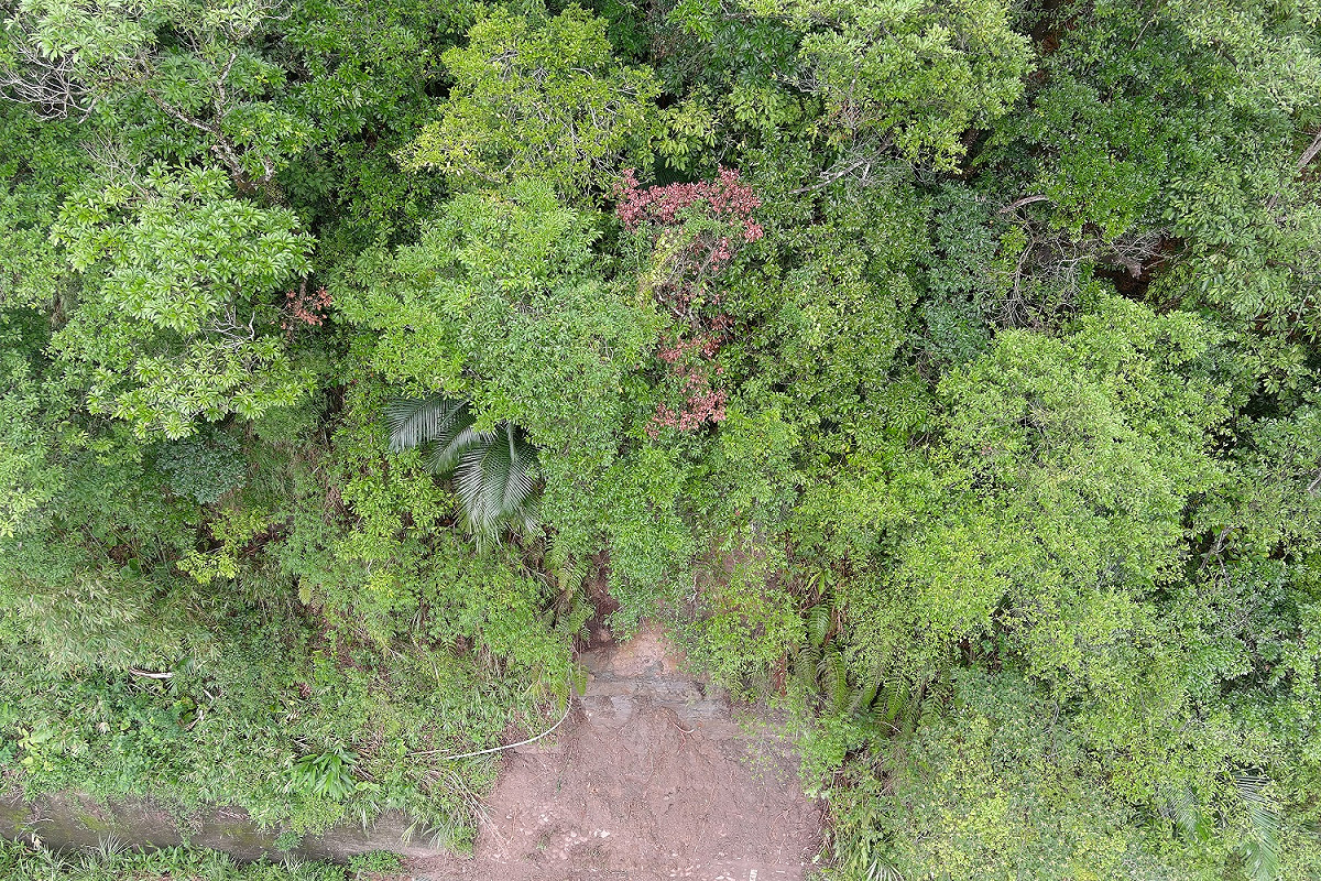 台鐵上午11時配合無人機勘察整體邊坡狀況，綜合研判該處邊坡範圍前後50公尺地表植被尚屬完整，無明顯沖蝕破壞痕跡才於下午通車。 圖：台鐵局／提供
