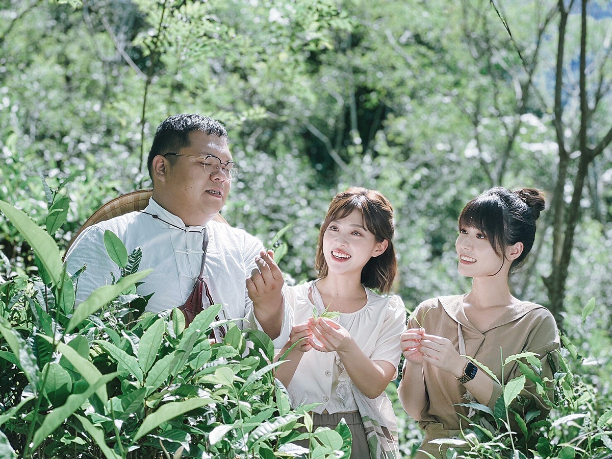體驗採山茶的樂趣。 圖：高雄市觀光局提供
