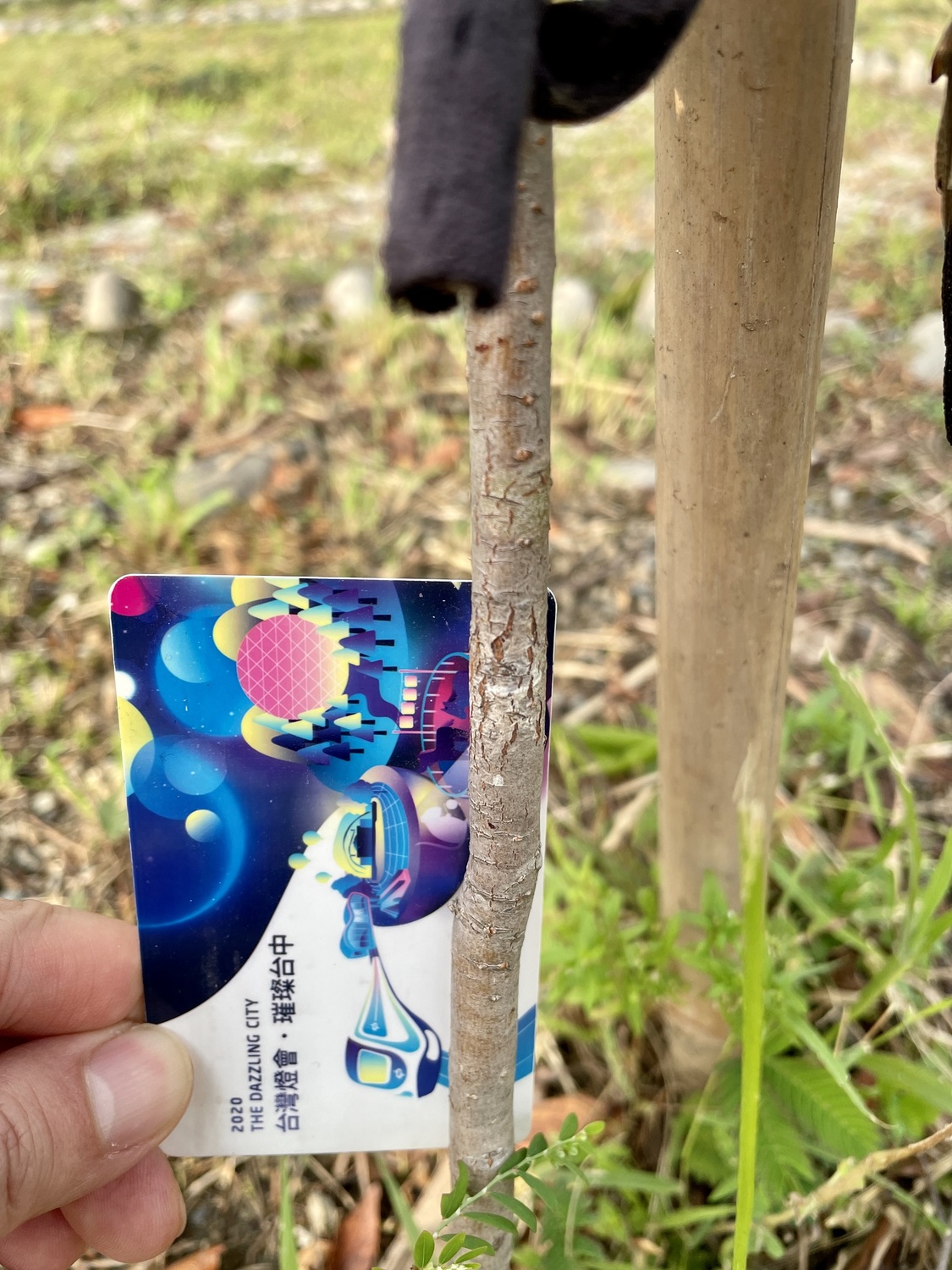中央公園內種的樹木，甚至比支撐的它的竹竿還細。 李中/提供
