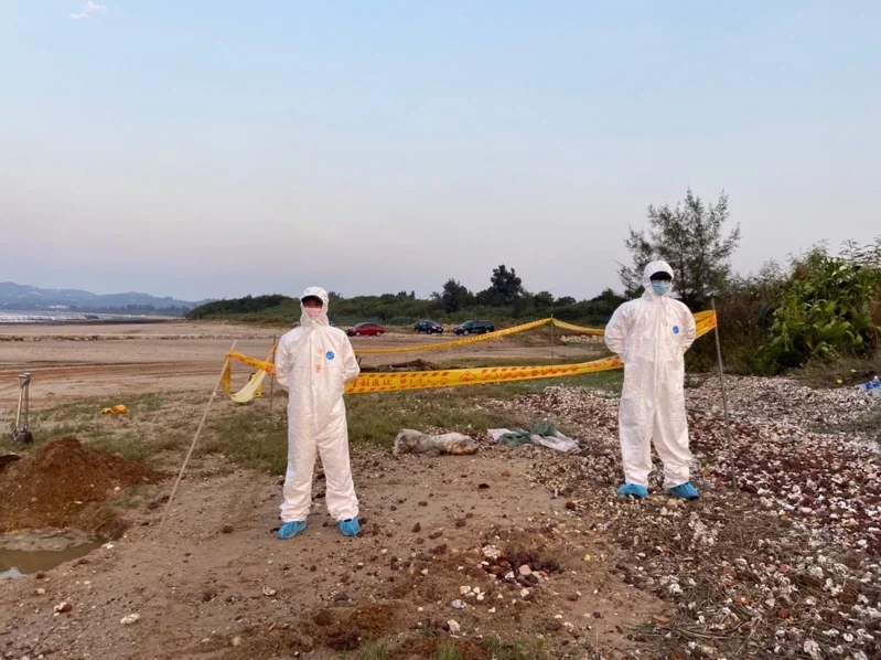 金門金寧鄉后沙岸際發現一隻境外漂流岸際死亡豬屍，防疫所同仁立即趕赴現場協處，現場並拉起封鎖線。 圖:金門縣府提供