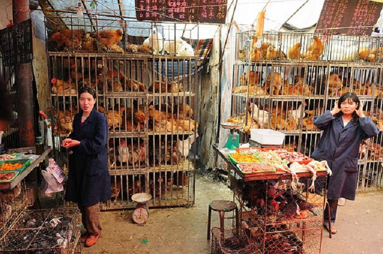 中國及香港目前H7N9流感病例數已創下歷年同期最高。圖為中國活禽交易市場。
 圖：翻攝自維基百科