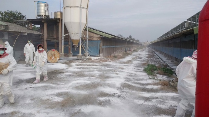 雲林縣動植物防疫所針對感染禽流感的養禽場進行撲殺後，隨即在場內外及周邊環境進行清潔消毒及生石灰撒布作業。  圖：翻攝自雲林縣政府官網。