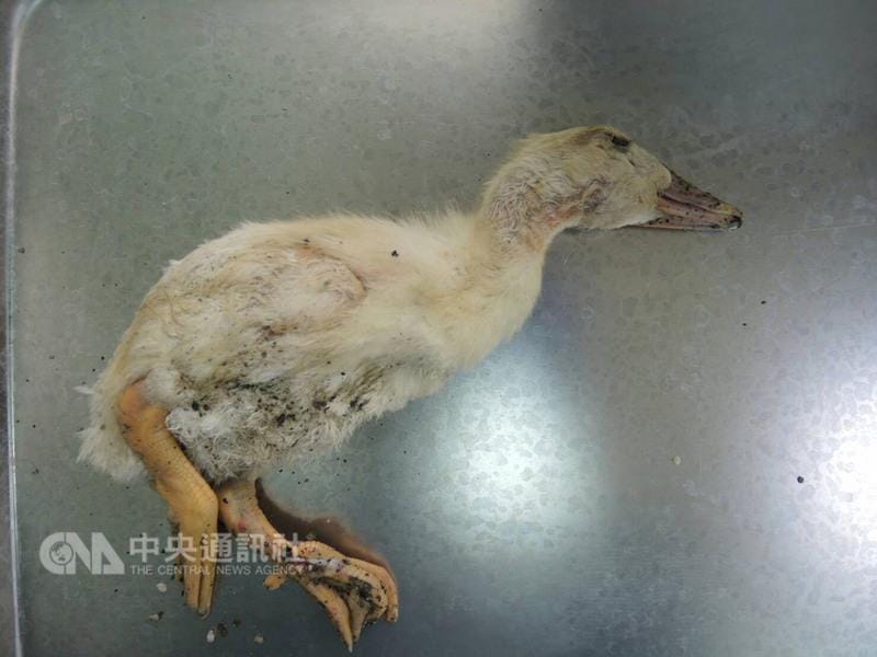 在花蓮田間小路發現的死亡幼鵝身上，檢驗出H5N6病毒，該病毒首度在台灣現蹤。 圖:中央社
