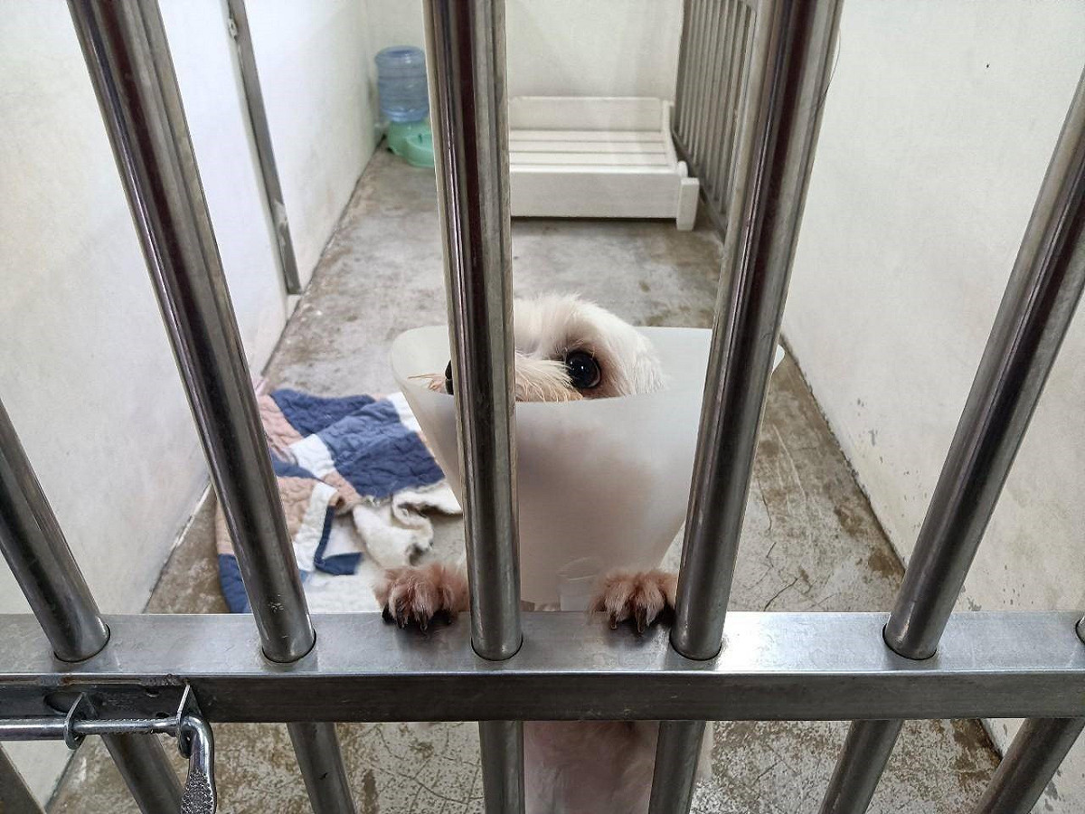 特定寵物長照之家每位毛寶貝都有獨立住宿套房。 圖：新北市動保處提供