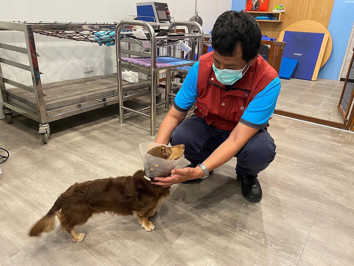 長照後癱犬「咖啡」相當親人，與動保處查核人員互動，牠經過治療已可恢復行走。 圖：新北市動保處提供