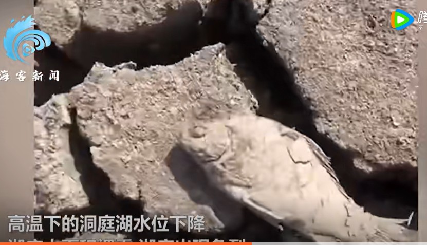 河床裸露大量的魚被曬成魚乾 圖: 翻攝自海客新聞影片截圖