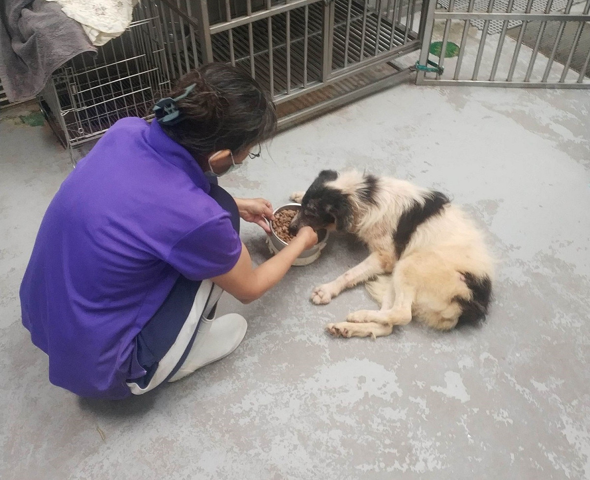 麻花是高齡犬隻，收容於中和動物之家。 圖：新北市動保處提供