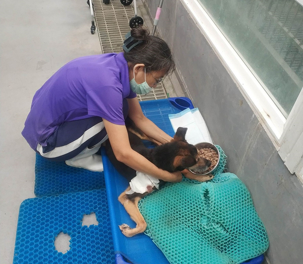 高齡老犬照護需三心合力，細心、耐心及關心。 圖：新北市動保處提供