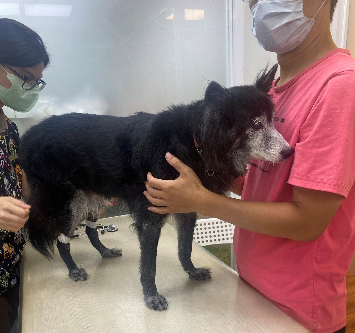 建議定期帶高齡毛寶貝到動物醫院健檢。 圖：新北市動保處提供