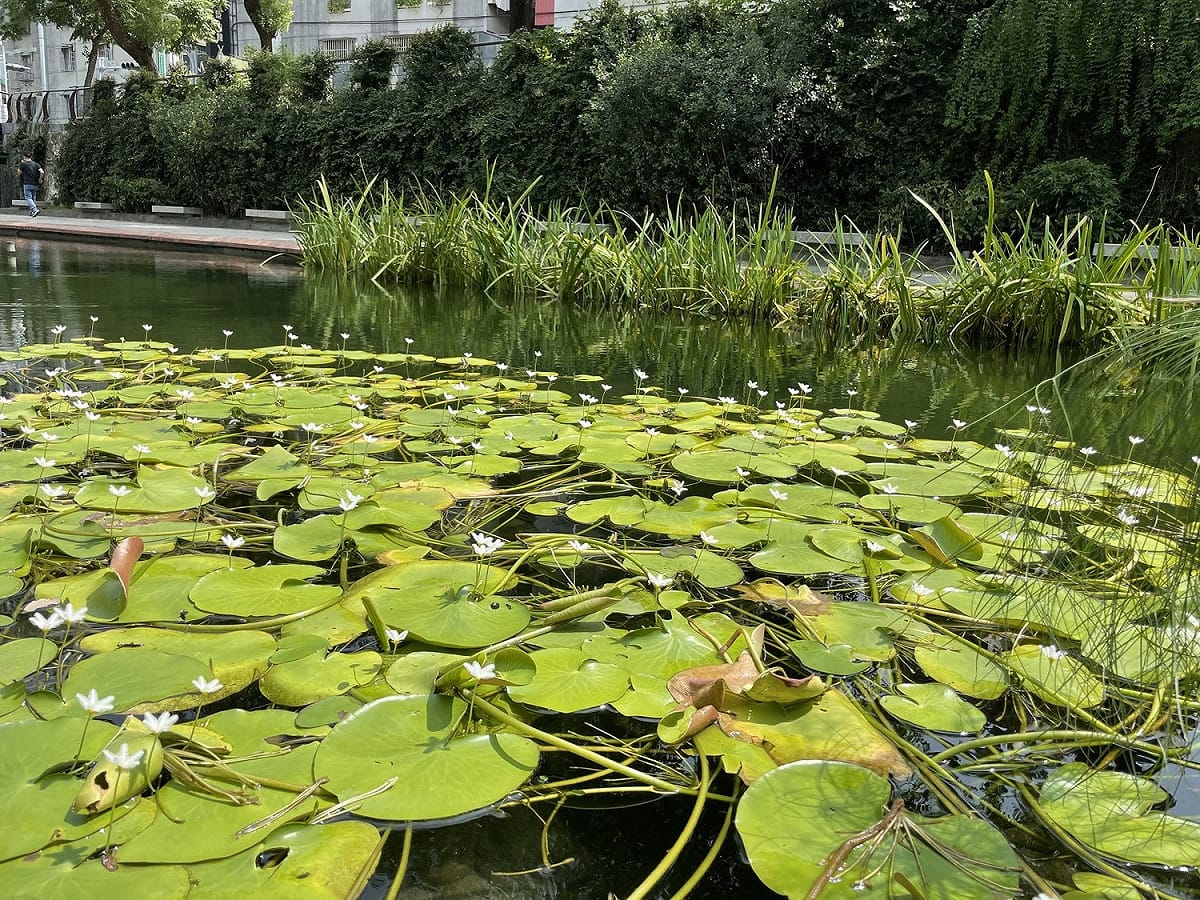 中港大排河廊內金銀蓮花。 圖：新北市水利局提供