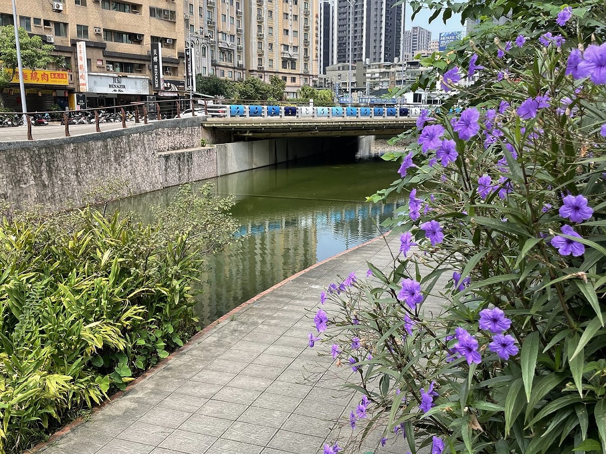 中港大排紫花蘆莉草亦悄悄綻放。 圖：新北市水利局提供