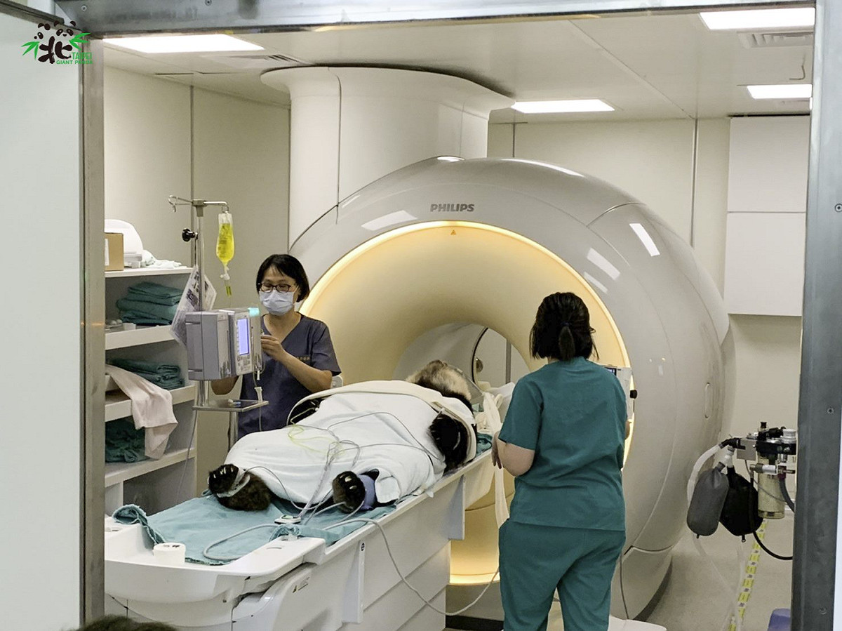 台北市立動物園明星貓熊「團團」日前接受腦部MRI（磁振造影） 精密的檢查，釐清癲癇發生的原因。 圖：台北市立動物園 / 提供