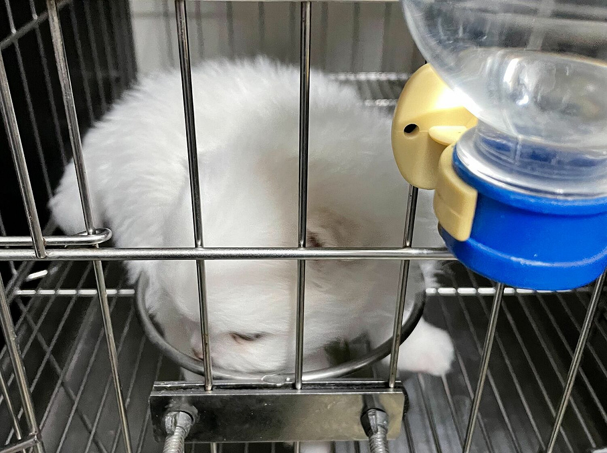 動保員至苗栗逐隻掃晶片清點犬隻。 圖：新北市動保處提供