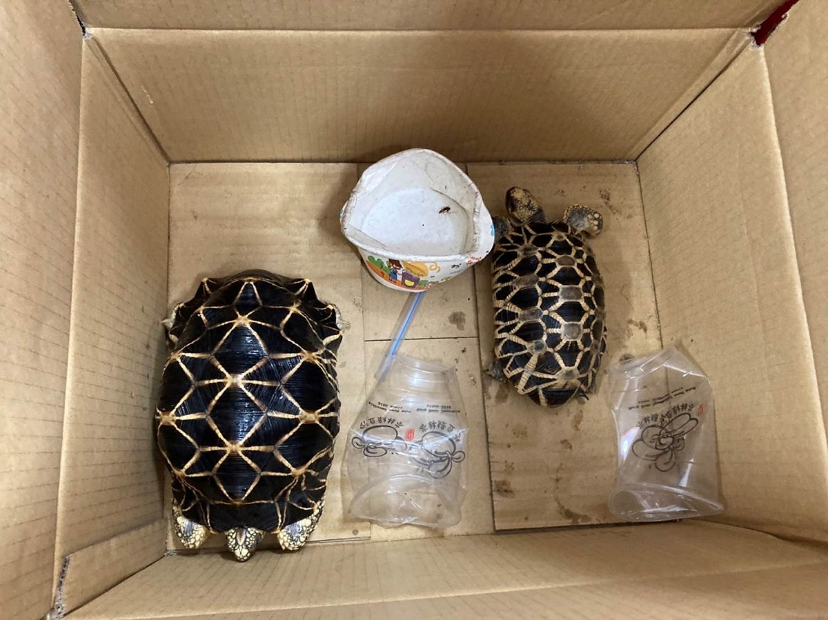會同保七查獲之緬甸星龜兩隻（一公一母）。 圖：新北市動保處提供