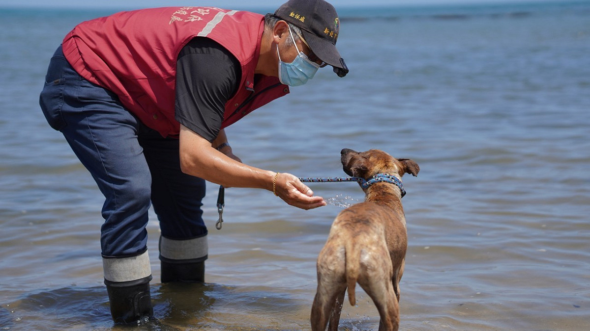 淡水動物之家動保員朱紀庭帶著毛孩到海邊踏浪消暑。 圖：新北市動保處提供